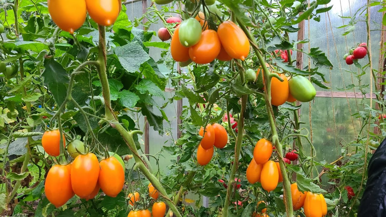 Сорт помідорів для теплиці Золота Рибка