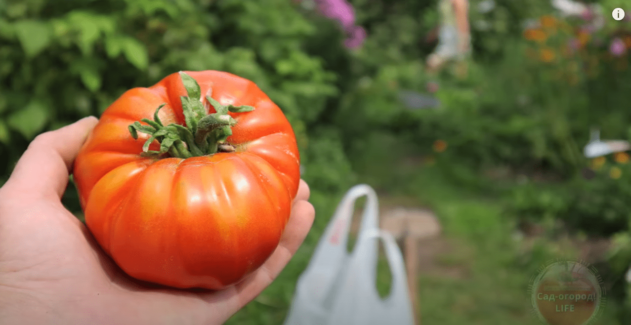 Городники розповіли, що робити, якщо ваші помідори кислять