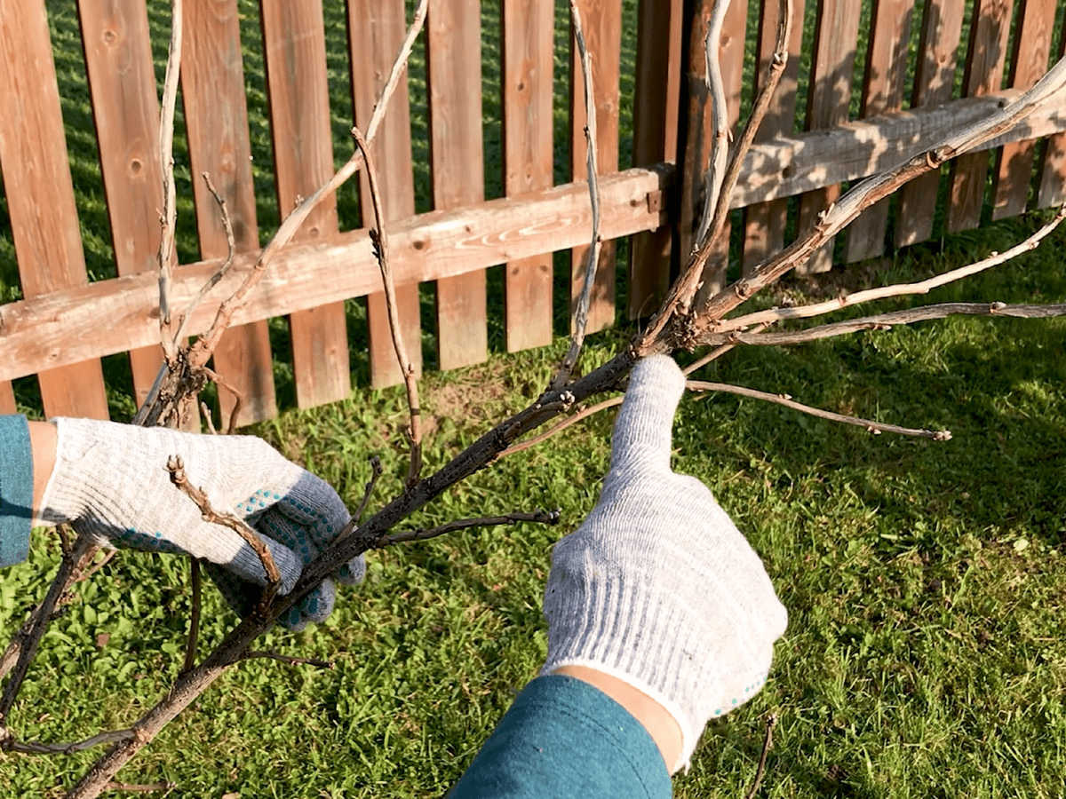 Садівники розповіли, коли не можна обрізати чорну смородину в листопаді для врожайності