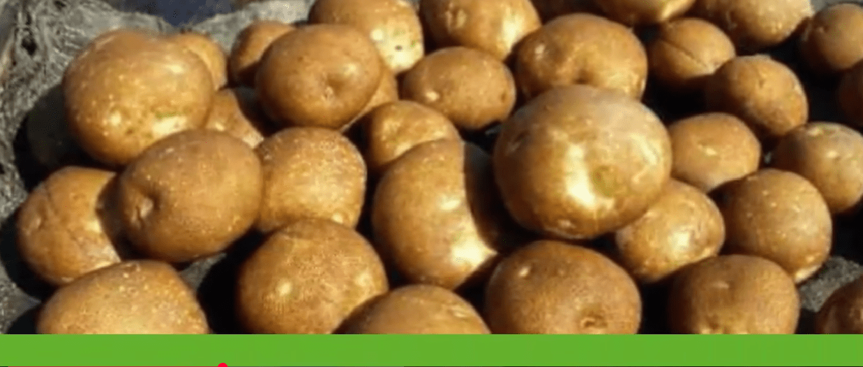 Городники назвали найгірші сорти картоплі 2025 року