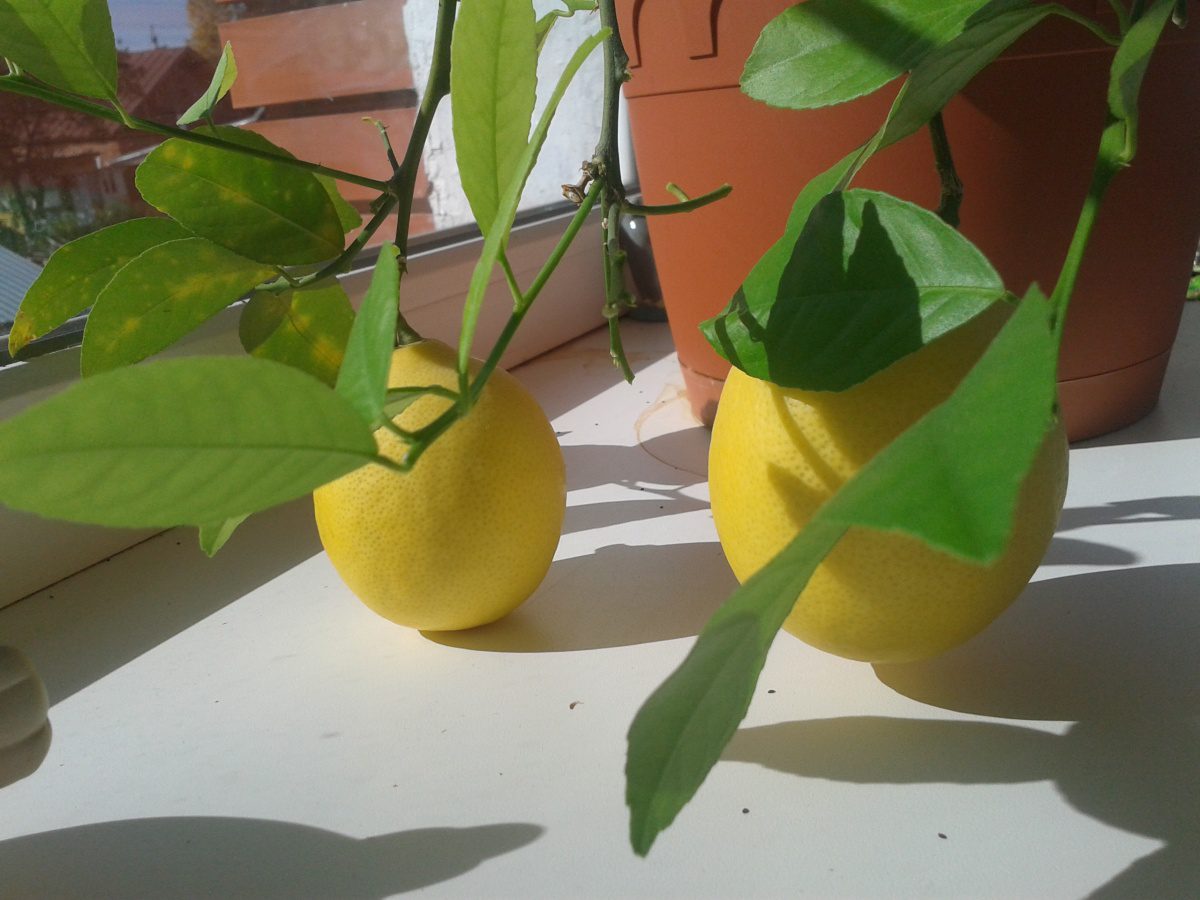 Експерти розповіли, яке використовувати підживлення для стимуляції росту й цвітіння лимона