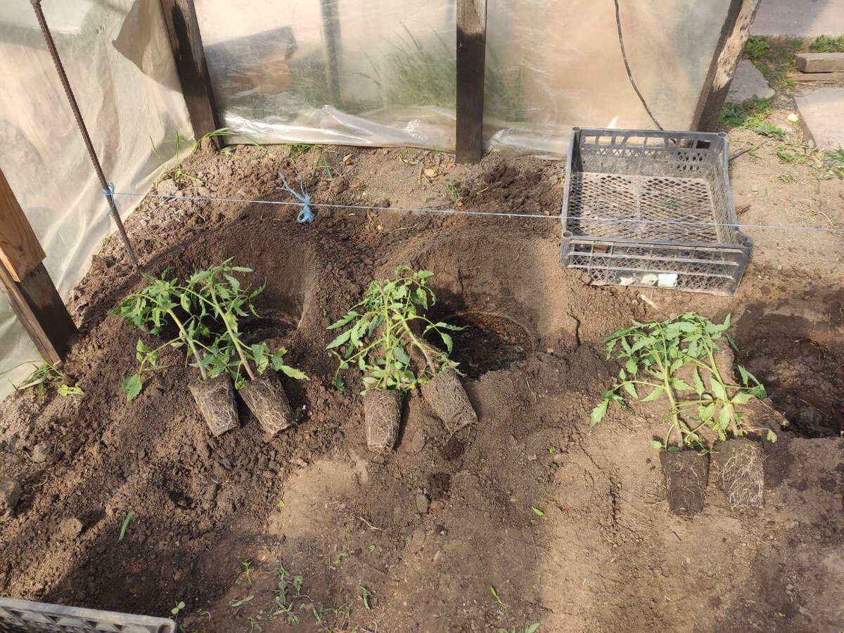 Городники розповіли, який сорт томатів обрати для зимової розсади Городники розповіли, який сорт томатів обрати для зимової розсади