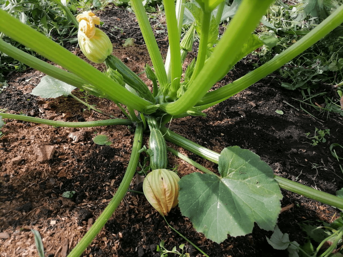 Городники поділилися перевагами посадки кабачків під зиму