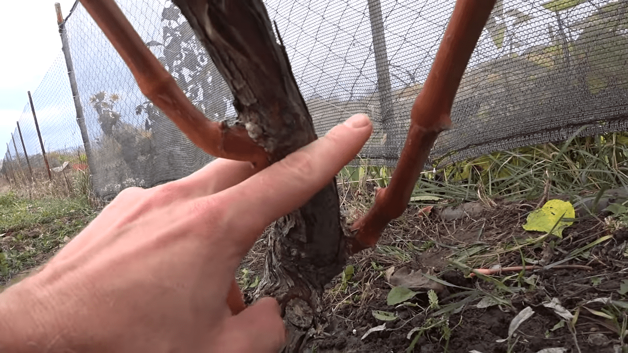 Садівники розповіли про ефективну схему обрізки винограду