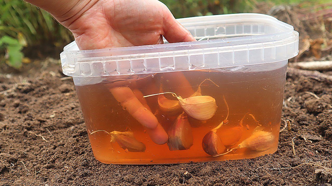 Городники розповіли, що зробити з озимим часником після висадки 