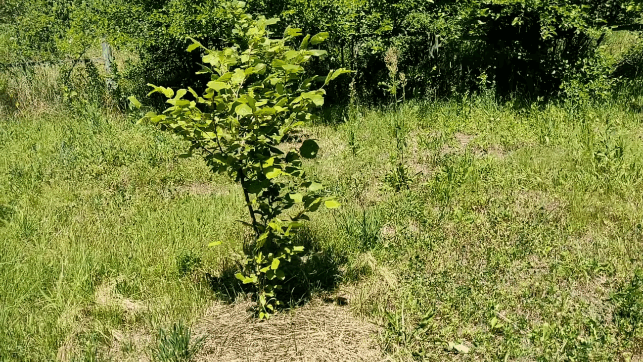 Садівники розповіли, як забезпечити саджанцям вдалу зимівлю