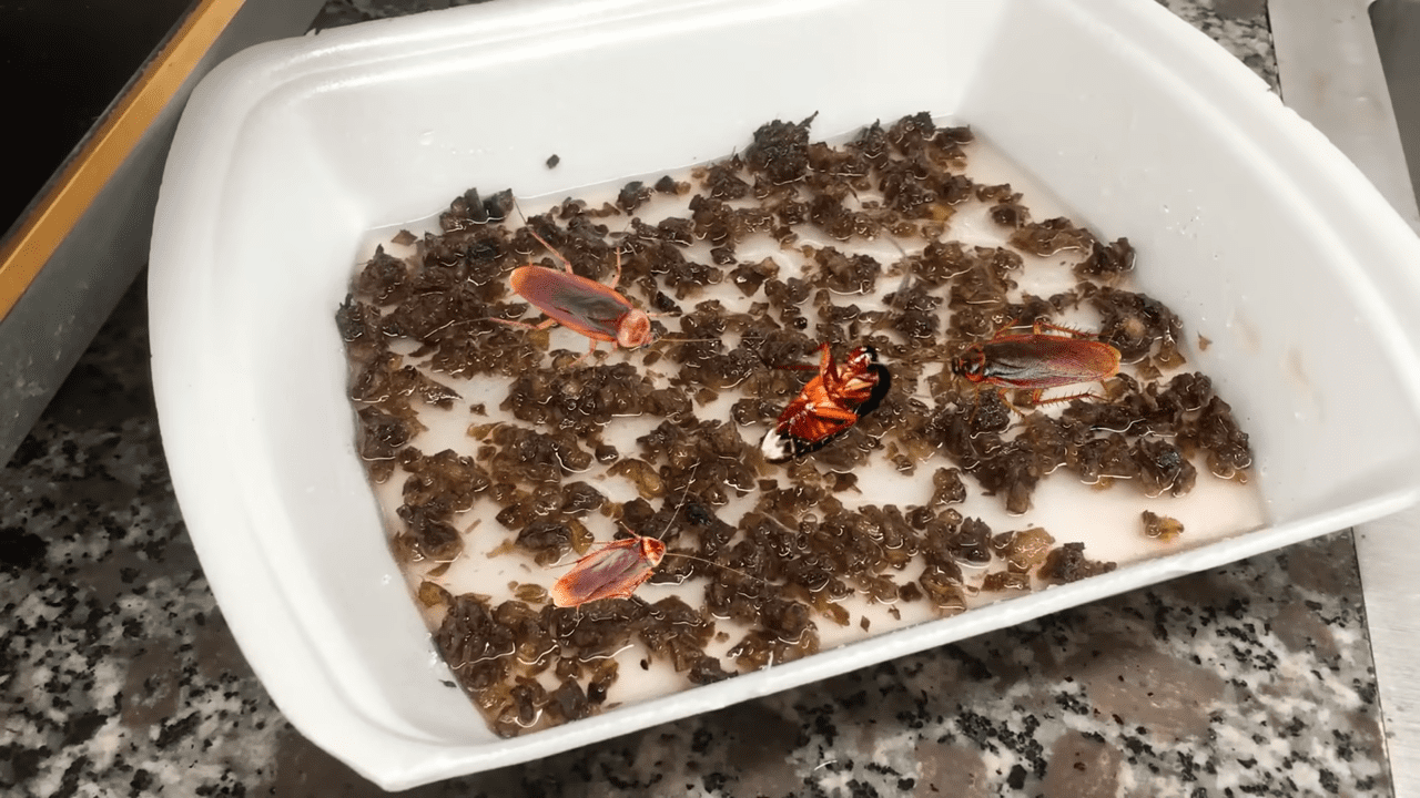 Експерти порадили народні засоби позбутися від тарганів