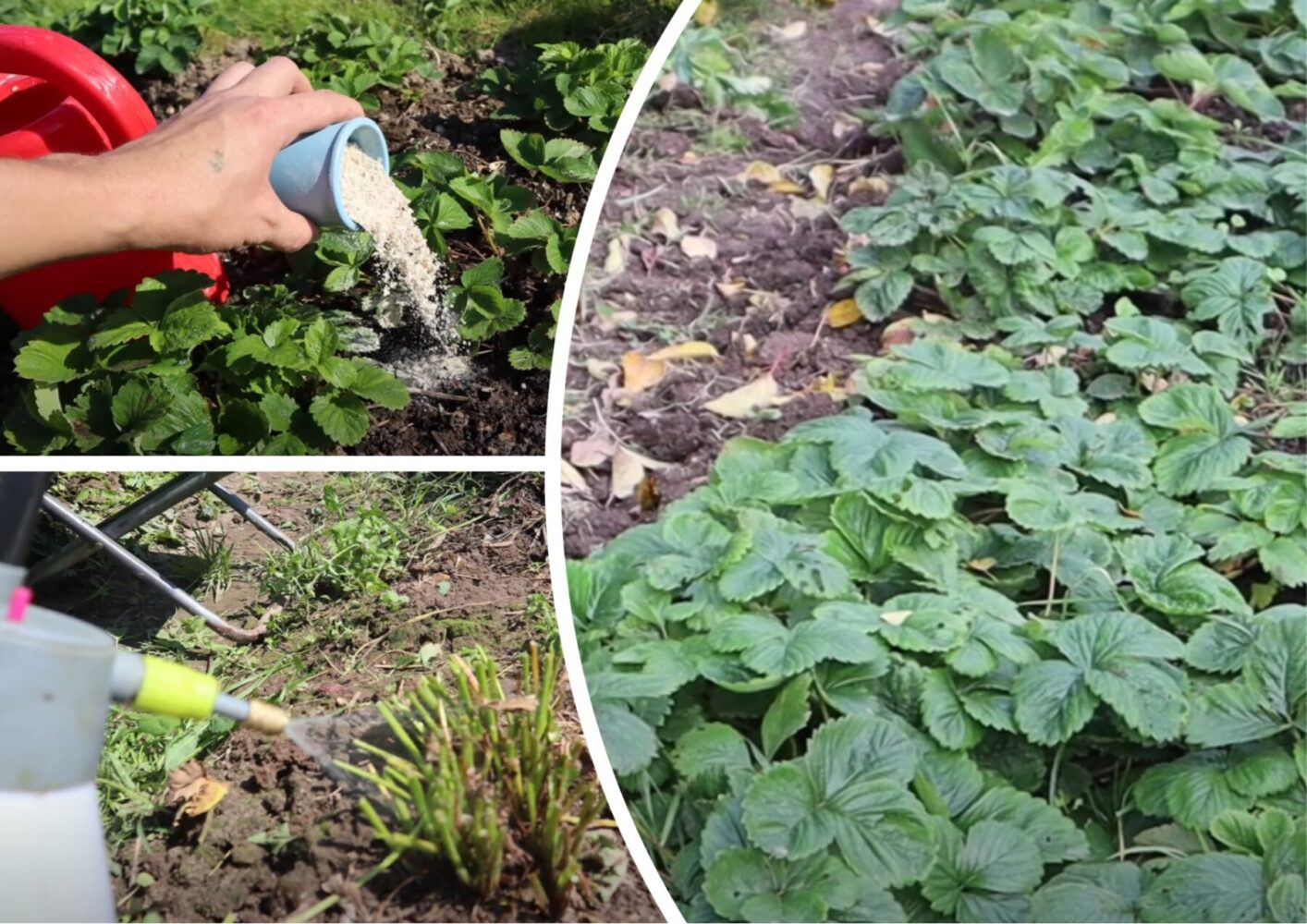 Городники розповіли, що потрібно зробити у вересні та жовтні з полуницею