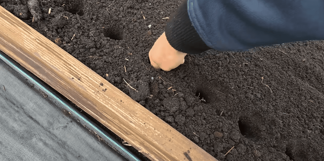 Городники розсекретили результати посівного сезону озимих культур