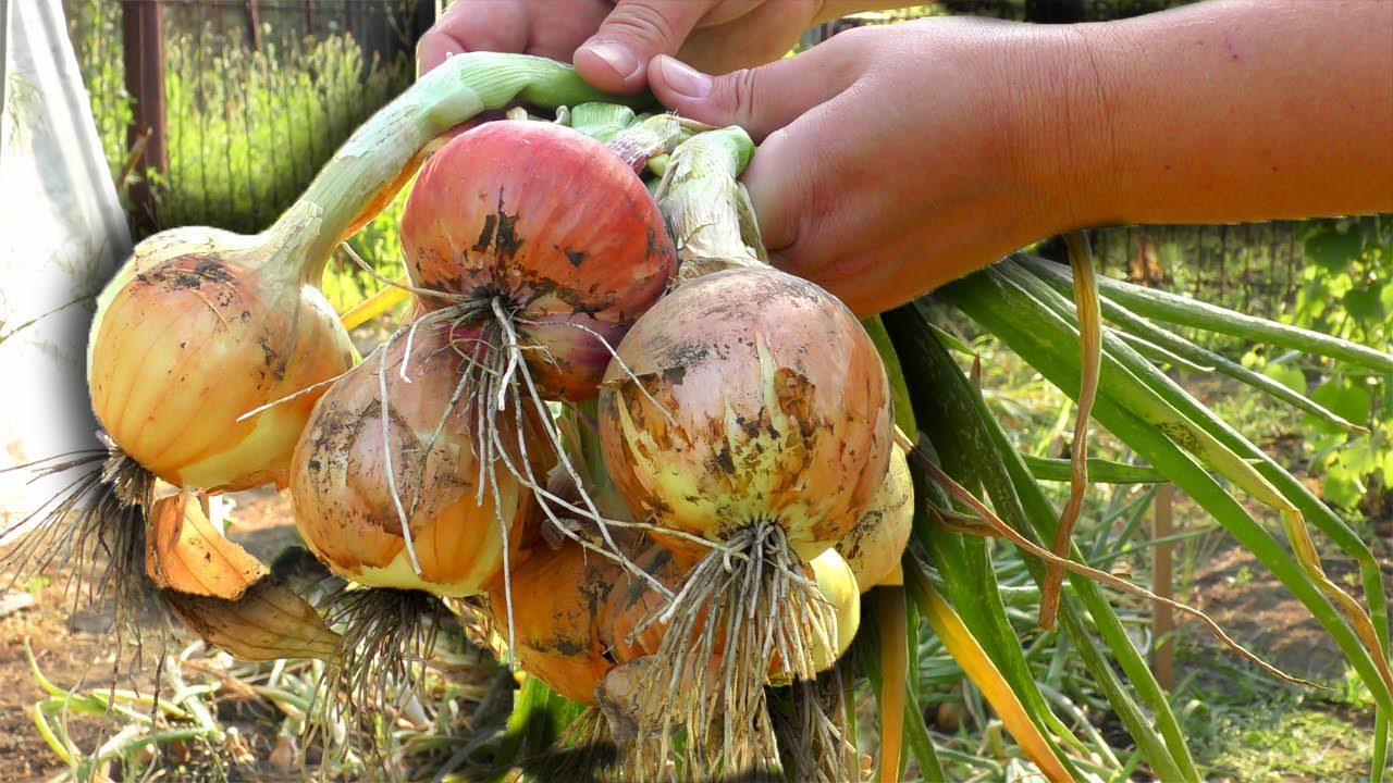 Городники розсекретили найкращі умови для зберігання врожаю цибулі вдома Городники розсекретили найкращі умови для зберігання врожаю цибулі вдома