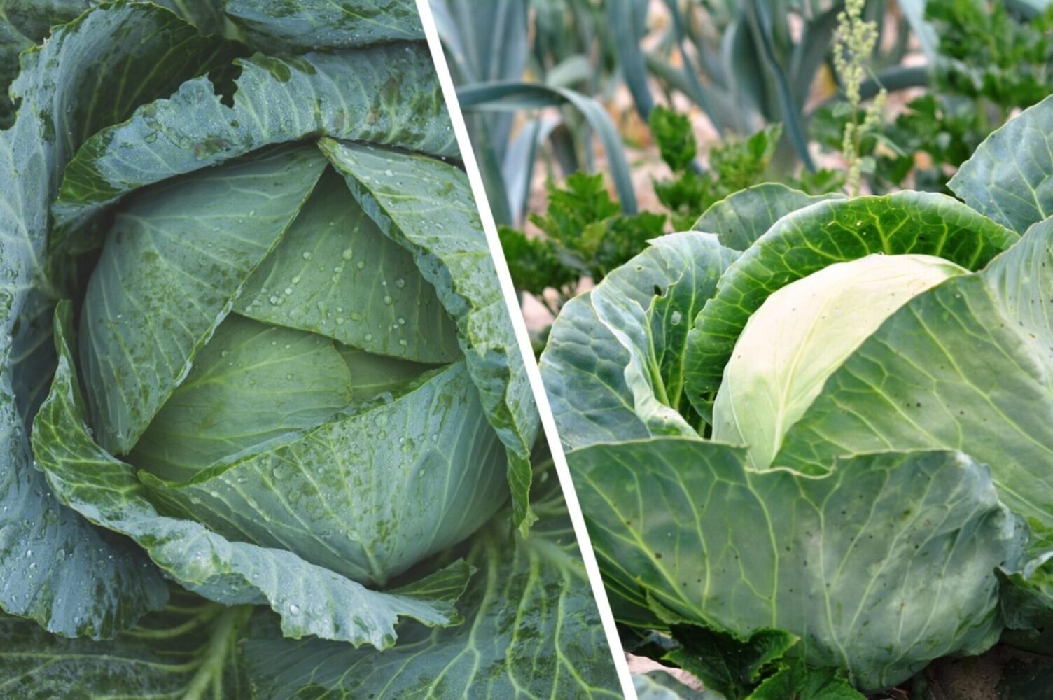 Агрономи назвали найкращі сорти капусти для посадки під зиму 2025-2026