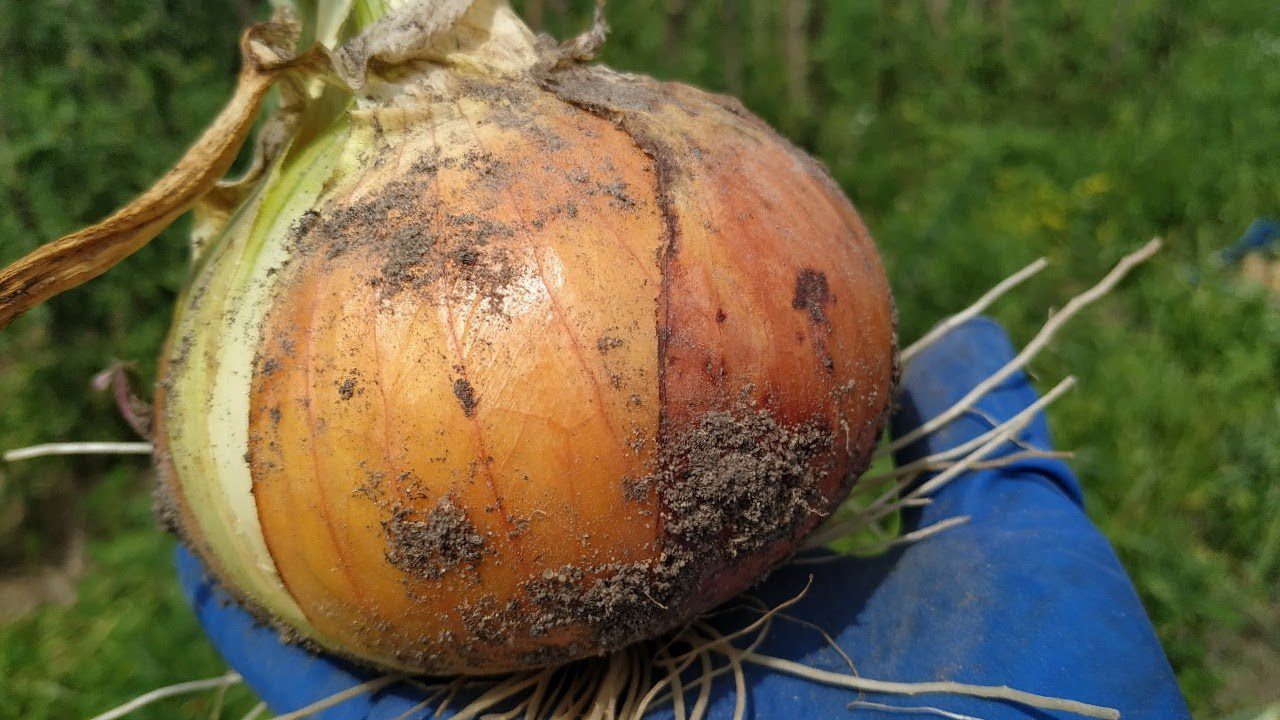 Найкращі сорти цибулі