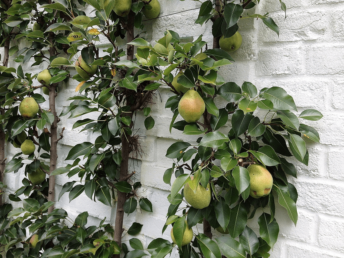 Садівники розповіли, як просто та швидко захистити дерева від шкідників – прості поради