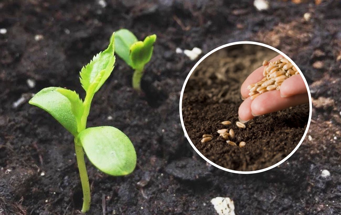 Експерти розповіли, які культури найкраще висівати під зиму 