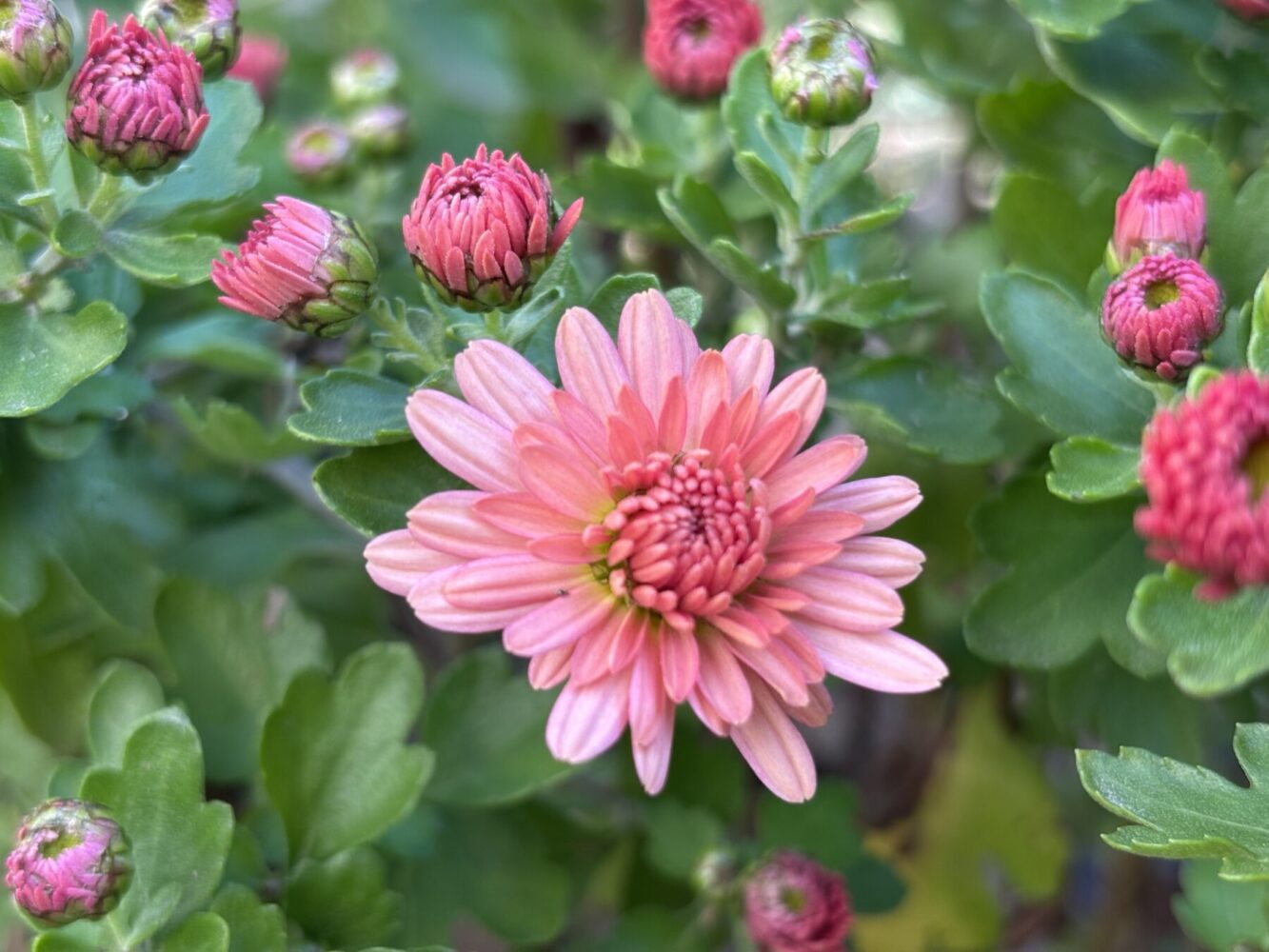 Садівник розповів, як доглядати за хризантемами взимку 
