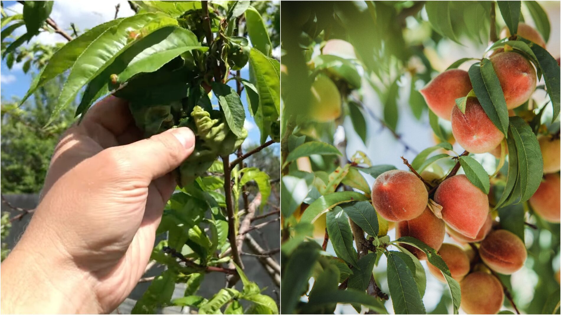 Експерти розповіли про правильну осінню посадку персика Експерти розповіли про правильну осінню посадку персика