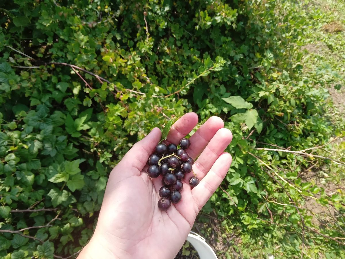 Городники розповіли, як правильно обрізати смородину, щоб вона була крупною 