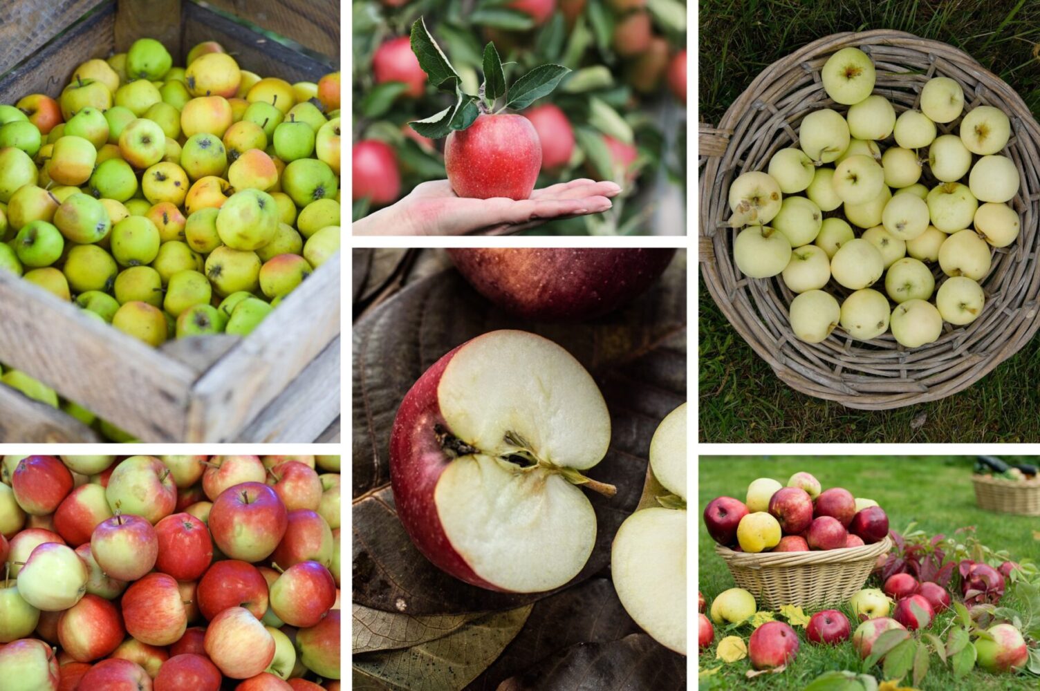 Дачники розповіли, як зберігати врожай яблук протягом місяців у домашніх умовах