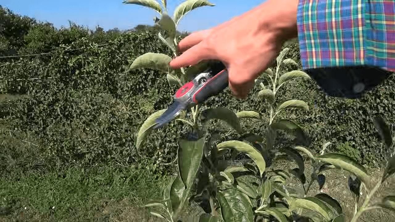 Садівники розповіли, як змусити стару яблуню знову давати врожай