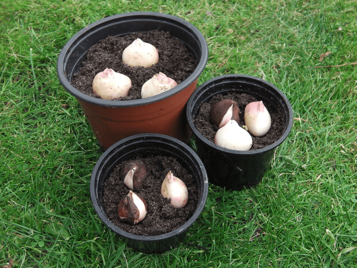 Експерти розповіли, як правильно підготувати тюльпани до зими й захистити від холоду