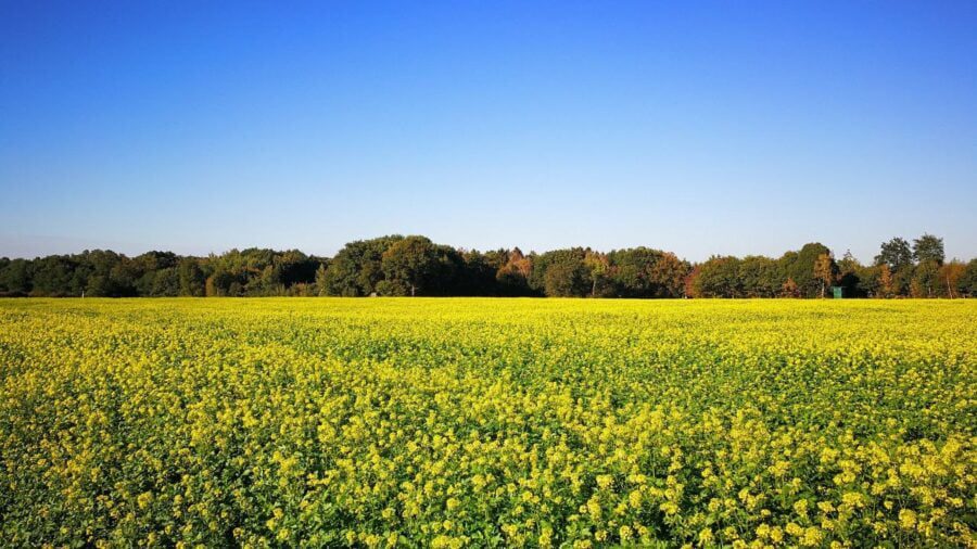 Городники назвали сидерати, які найкраще витісняють бурʼяни