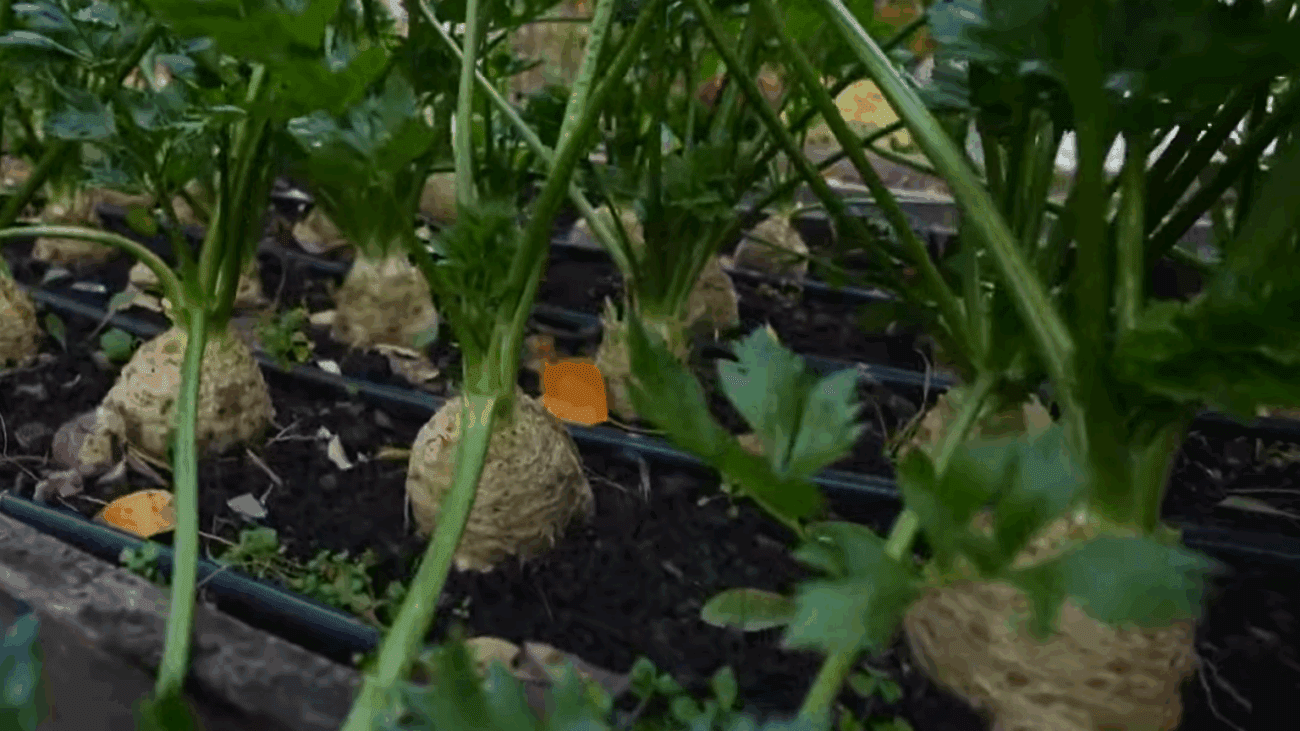 Городники поділились секретами вирощування кореневої селери