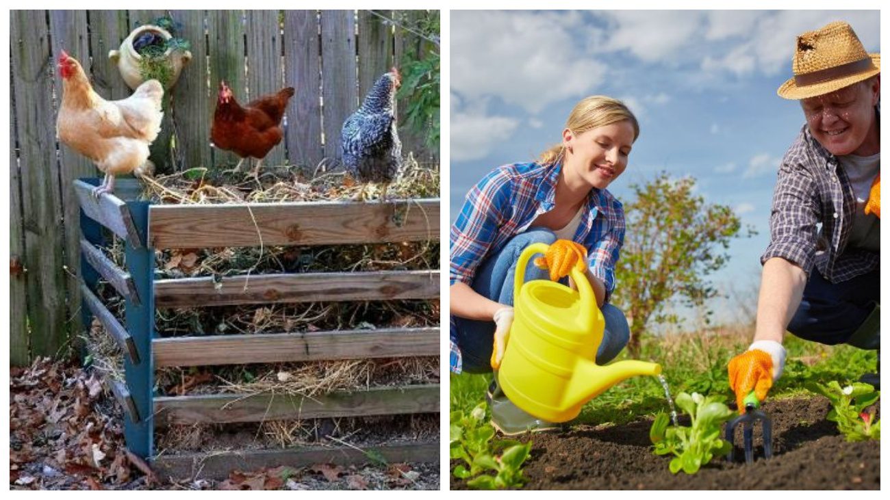 Городники розповіли, як правильно підгодовувати рослини курячим гноєм Городники розповіли, як правильно підгодовувати рослини курячим гноєм
