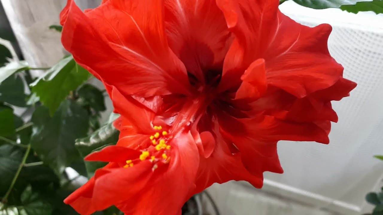 Квітникарі розповіли, як доглядати за гібіскусом, щоб він цвів цілий рік Квітникарі розповіли, як доглядати за гібіскусом, щоб він цвів цілий рік