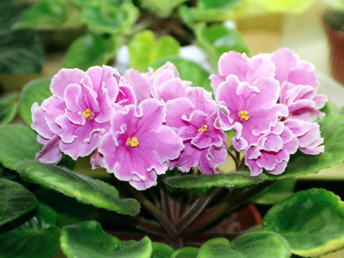 Експерти розповіли, яке добриво допоможе покращити стан та відновити цвітіння фіалки