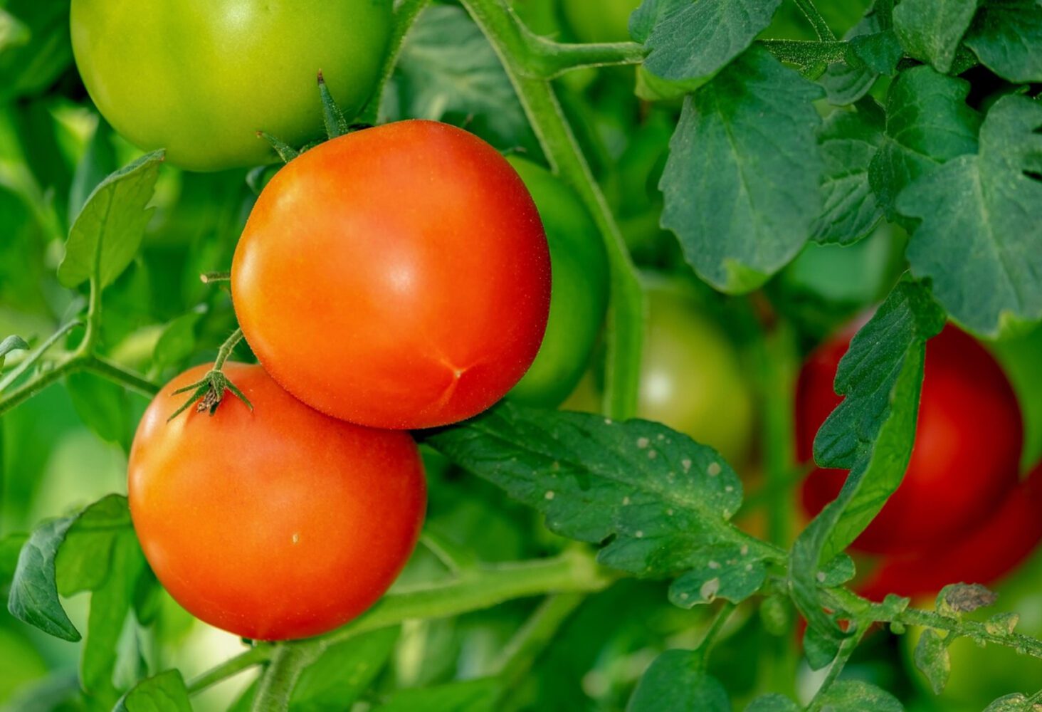 Агрономи розсекретили один найсолодший сорт томатів, який стабільно дає врожай Агрономи розсекретили один найсолодший сорт томатів, який стабільно дає врожай
