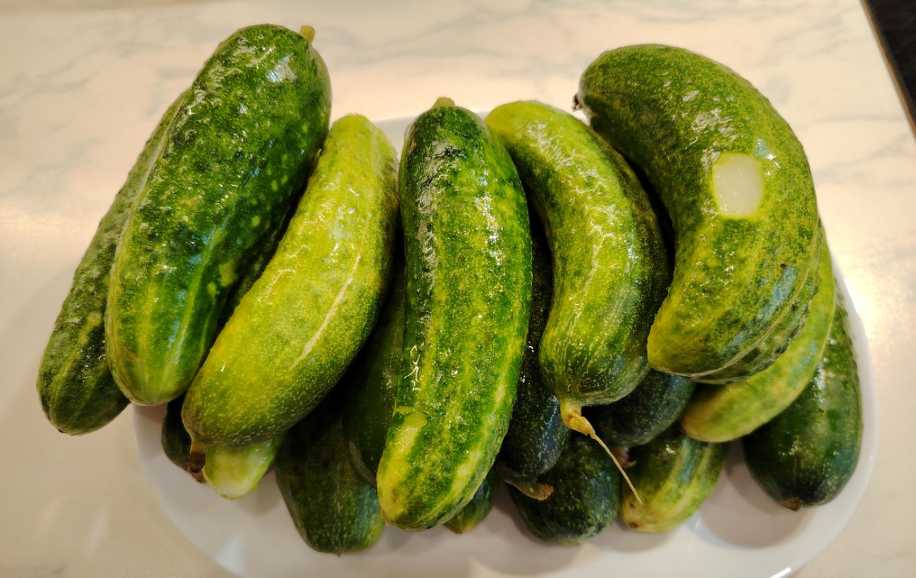 Який сорт огірків обрати для посадки на ділянці Який сорт огірків обрати для посадки на ділянці