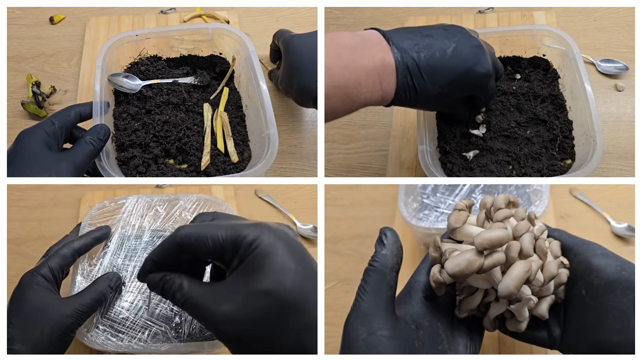 Експерти поділилися секретом вирощування грибів у квартирі