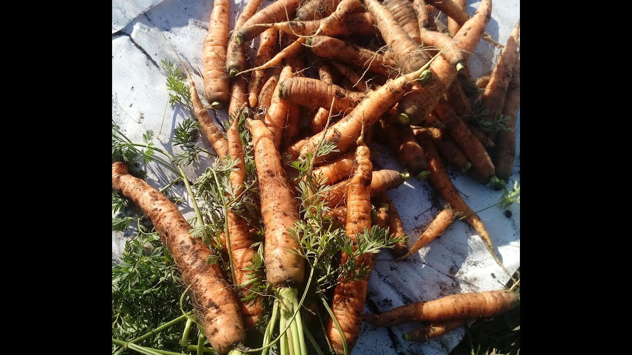 Найсолодший сорт моркви Карамелька