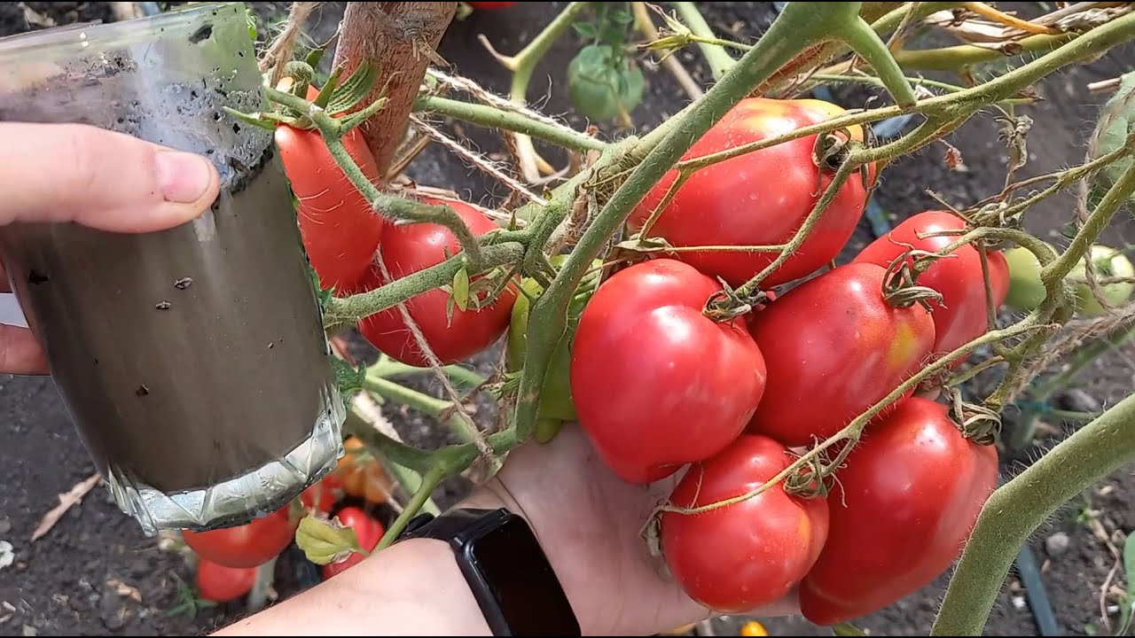 Городники розповіли, чим підживити томати у вересні для поштовху плодоношення 