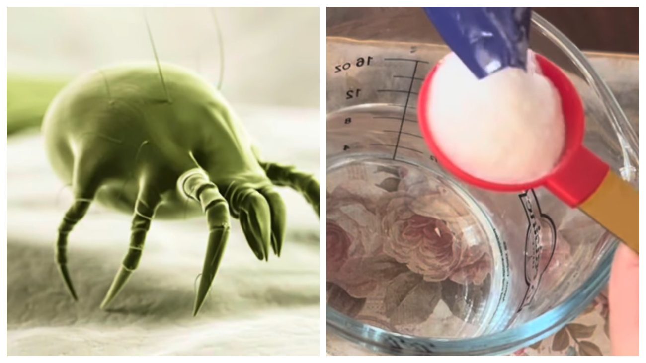 Експерти розповіли, як приготувати натуральний засіб від бліх та кліщів