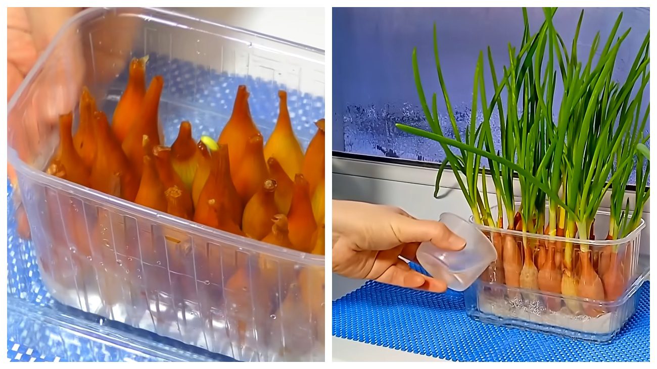 Господині розповіли, як швидко виростити зелену цибулю на підвіконні