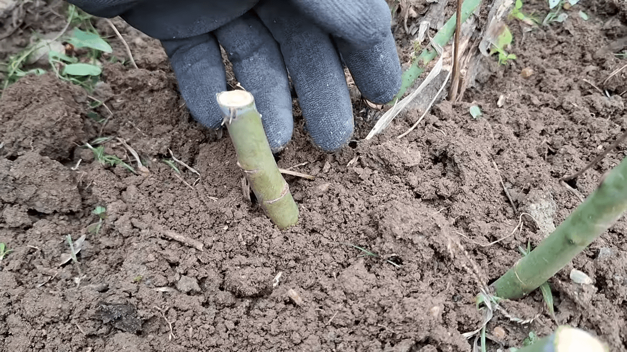 Квітникарі поділились методами осінньої обрізки троянд