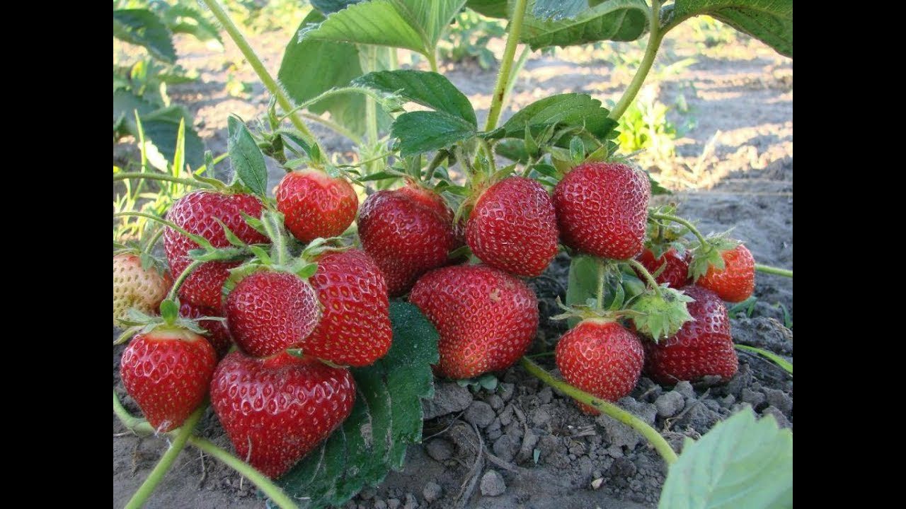 Які культури не можна саджати поряд із полуницею