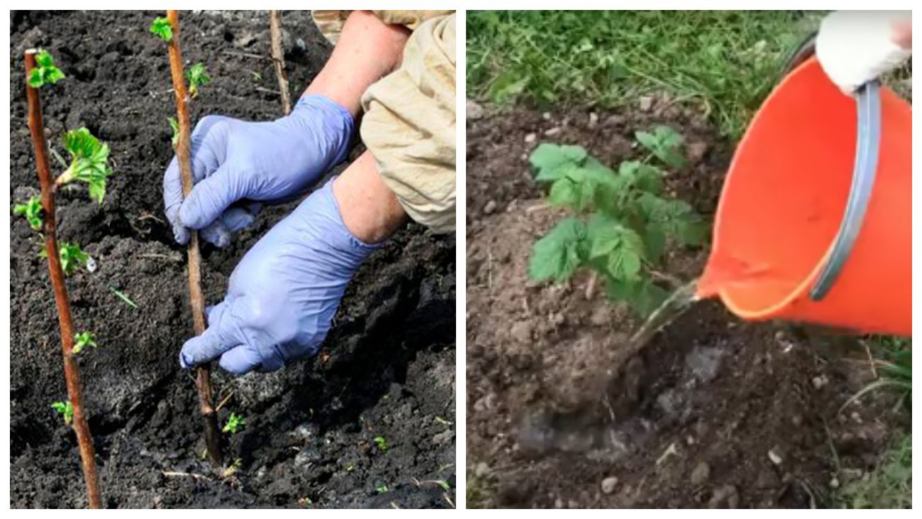 Садівники нагадали популярний спосіб посадки малини восени