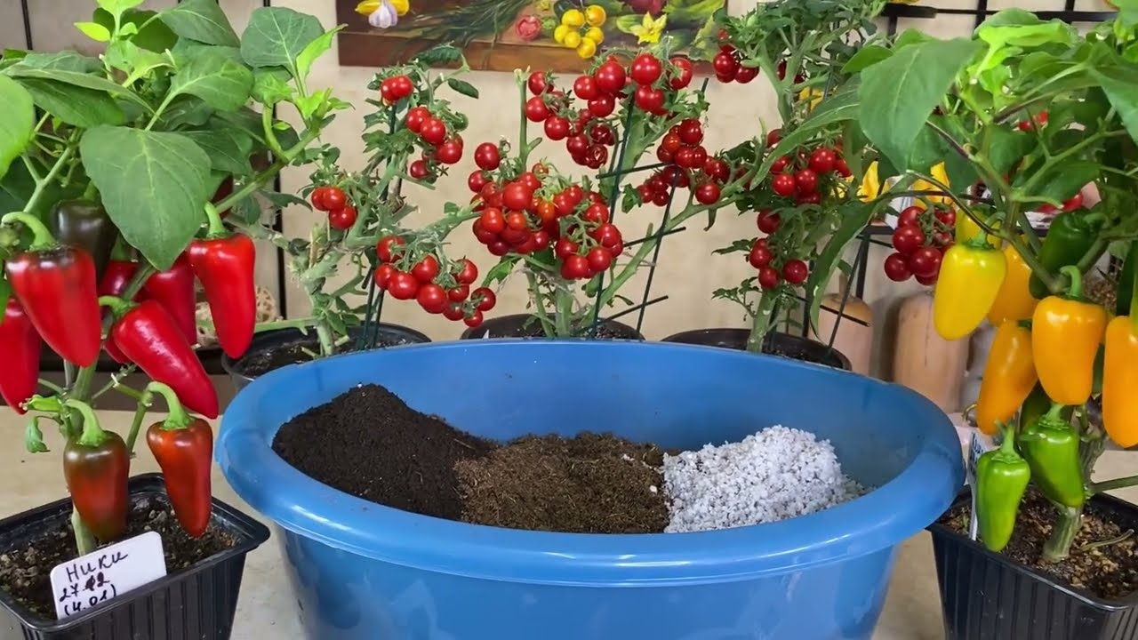 Агрономи поділилися простим рецептом ідеального ґрунту для розсади Агрономи поділилися простим рецептом ідеального ґрунту для розсади