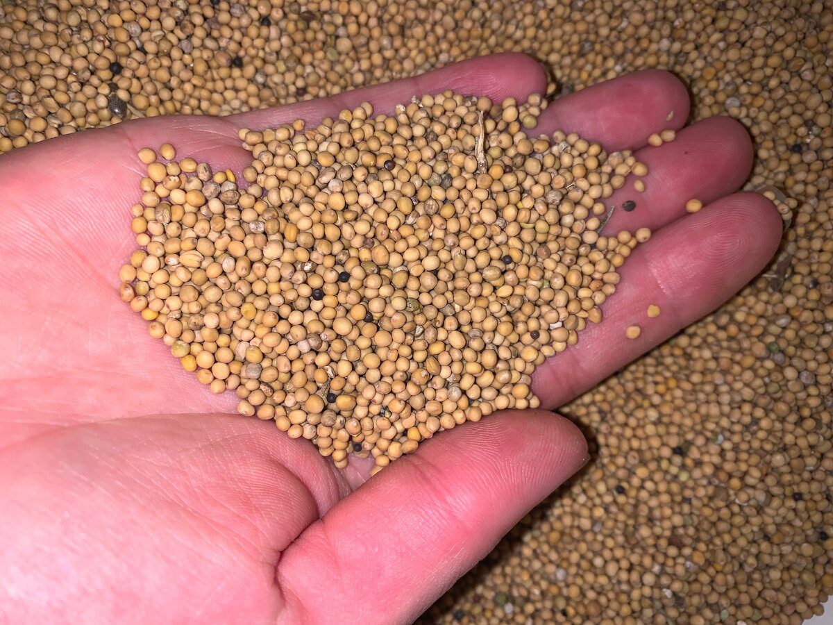 Городники розповіли, що потрібно внести на грядки в грудні