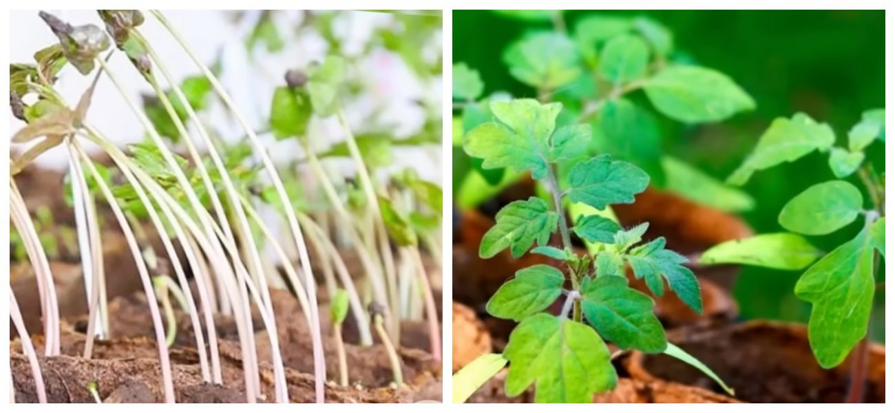 Городники порадили аптечний засіб для зміцнення розсади