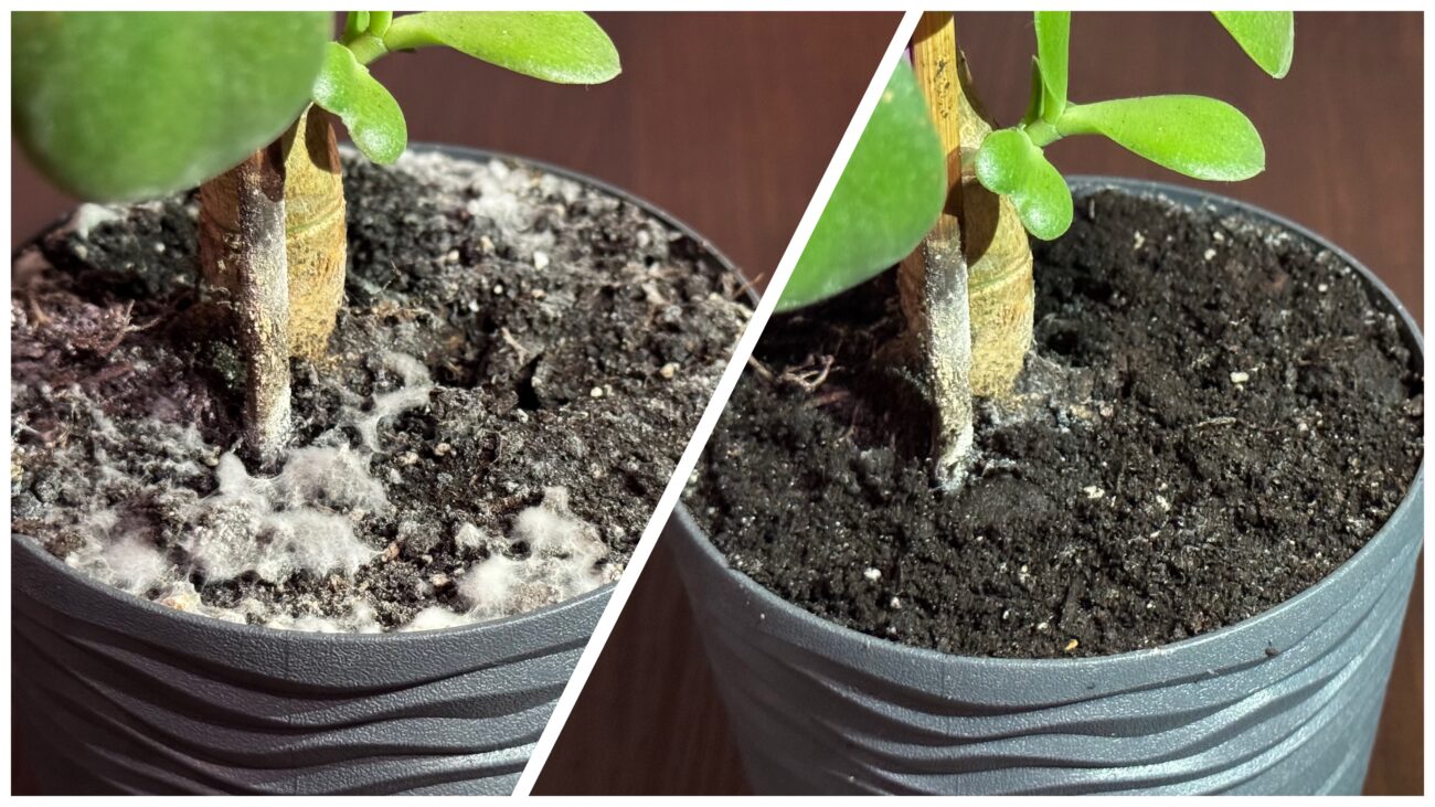 Експерти розповіли, яке добриво дати кімнатним рослинам, аби побачити їхнє цвітіння взимку