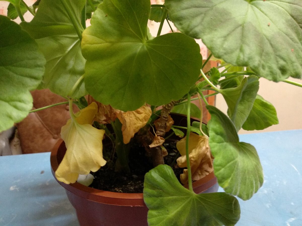 Експерти розповіли, яке добриво дати кімнатним рослинам, аби побачити їхнє цвітіння взимку