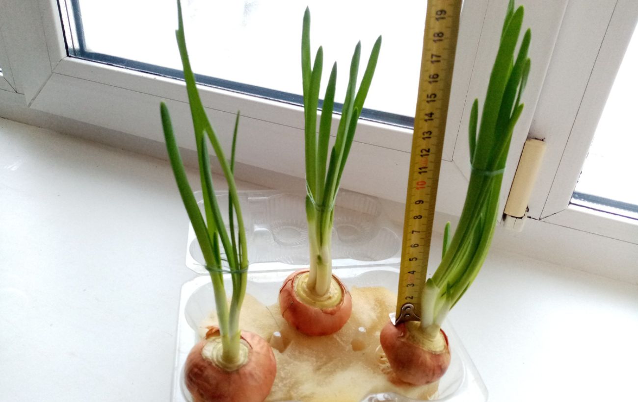 Городники пояснили, як виростити зелену цибулю на підвіконні взимку Городники пояснили, як виростити зелену цибулю на підвіконні взимку