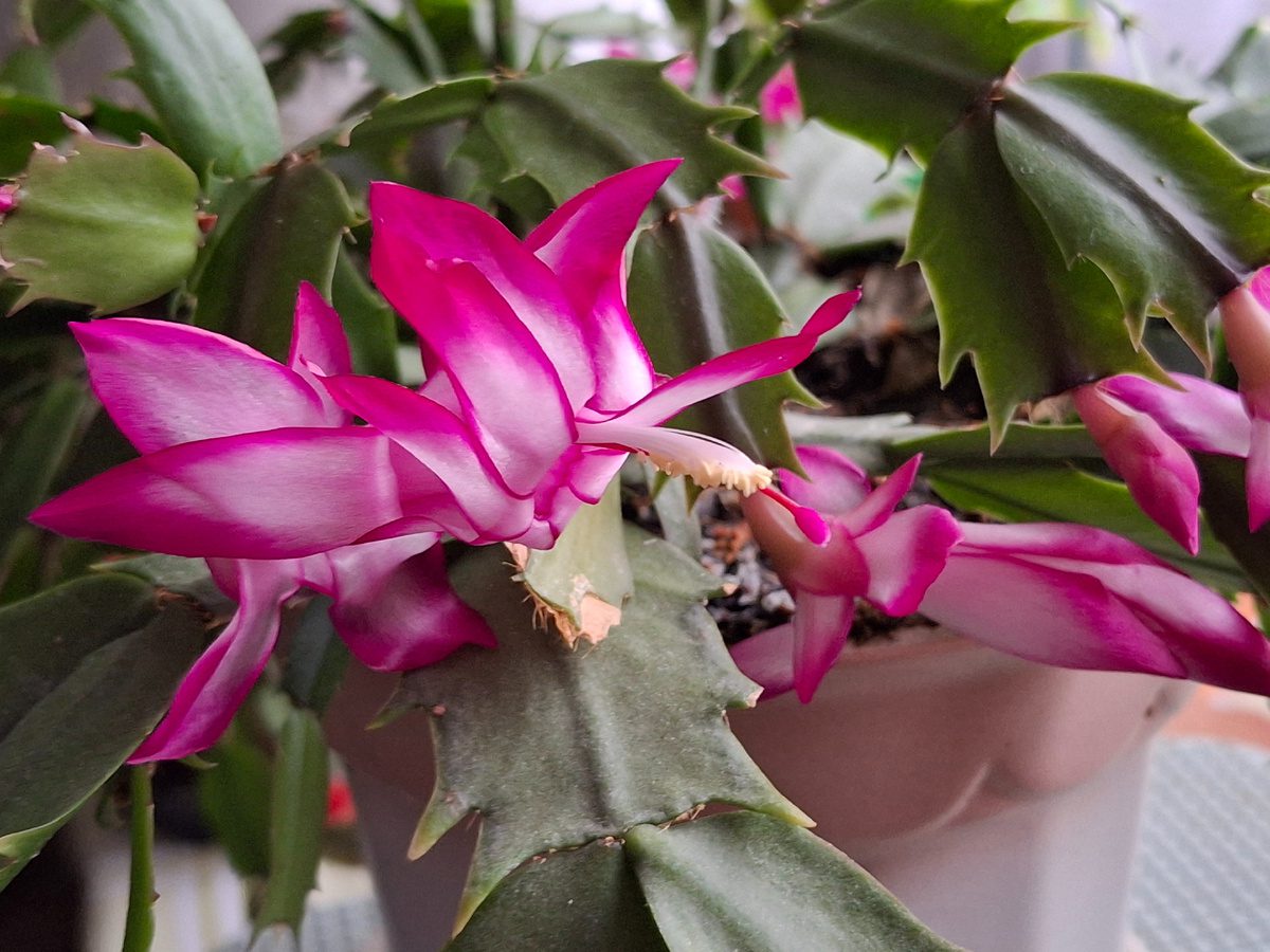 Садівники назвали дієве добриво для декабриста 