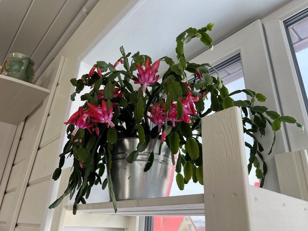 Садівники розповіли, яке добриво дати кімнатному декабристу, аби він здивував цвітінням взимку