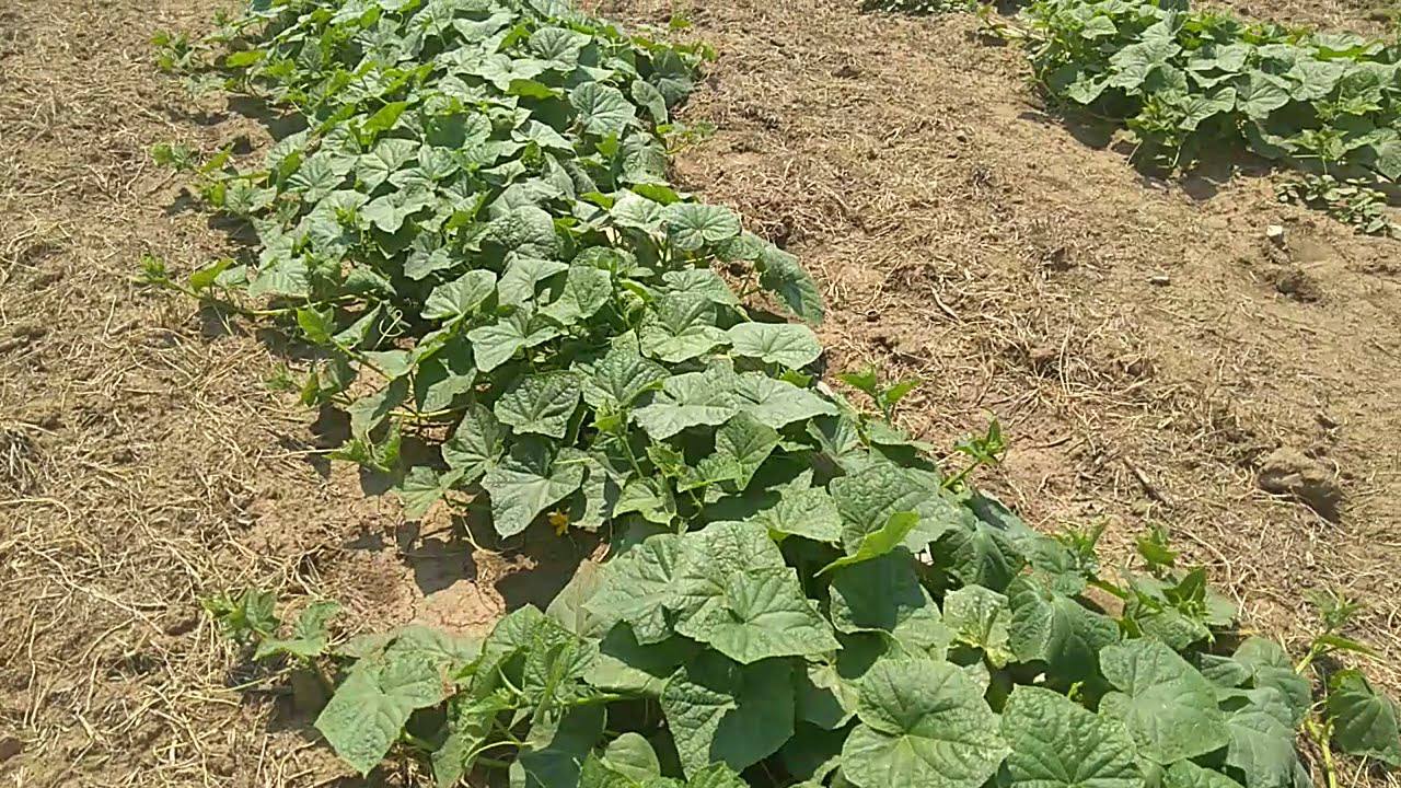 Експерти розповіли, як правильно формувати огірки в кімнатних умовах 