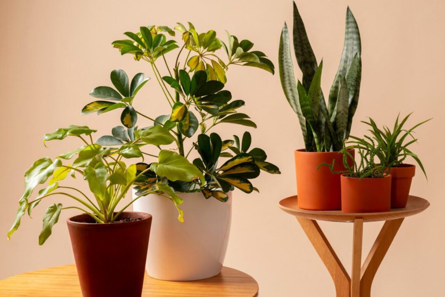 Садівники розповіли, яким аптечним засобом підживити кімнатні рослини