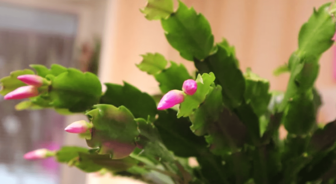 Господині назвали найкраще добриво для бурхливого цвітіння декабриста